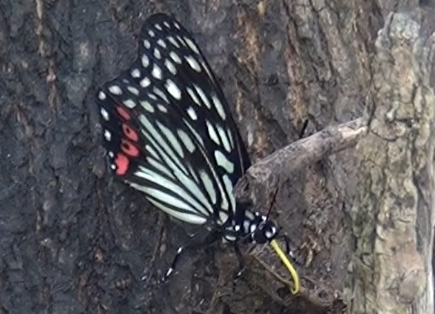 樹液を吸うアカボシゴマダラ_東京多摩地区・川縁のヤナギ_2024年7月1日 昼